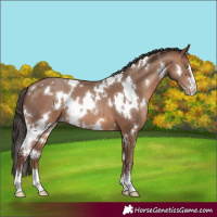 Horse Color:White Spotted Sable Champagne 