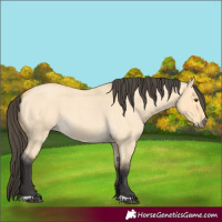 Horse Color:Buckskin Roan Dun 