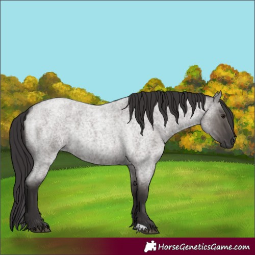 Horse Color:Smoky Grullo Roan 