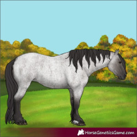 Horse Color:Smoky Grullo Roan 