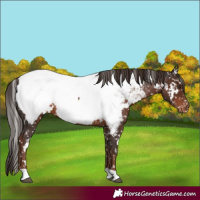 Horse Color:White Spotted Liver Chestnut Appaloosa 