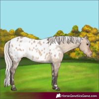 Horse Color:White Spotted Silver Brown Dun Appaloosa 
