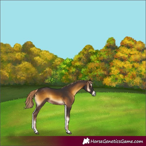 Horse Color:Chocolate Palomino Onyx 