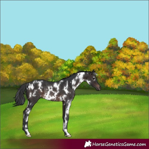 Horse Color:White Spotted Brown Rabicano 