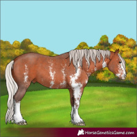Horse Color:Silver Brown Sabino 