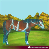 Horse Color:Thunderstruck Bay 