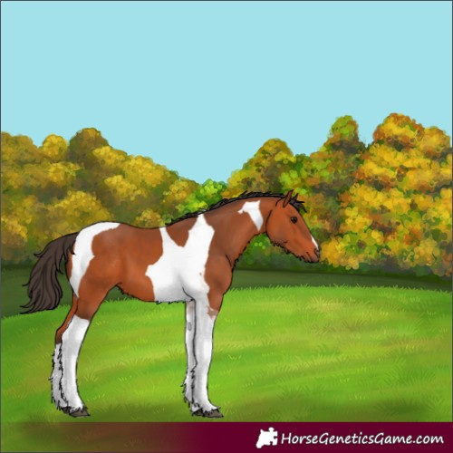 Horse Color:Bay Tobiano