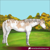 Horse Color:Chocolate Palomino Splash Appaloosa 