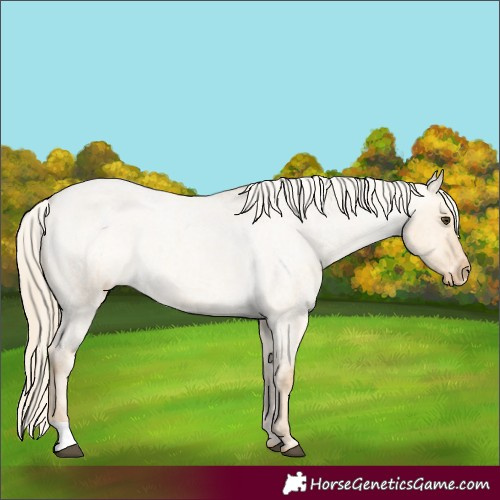 Horse Color:Palomino Roan Dun Appaloosa Rabicano 