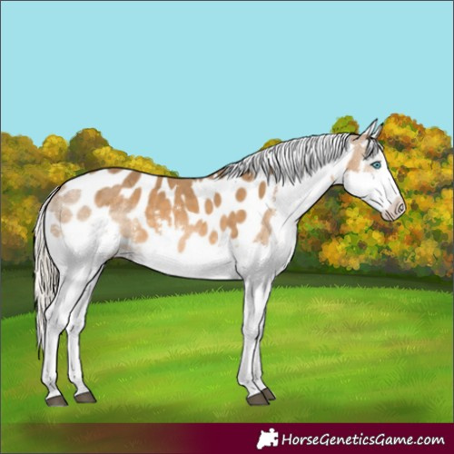 Horse Color:Chocolate Palomino Splash Near Leopard 