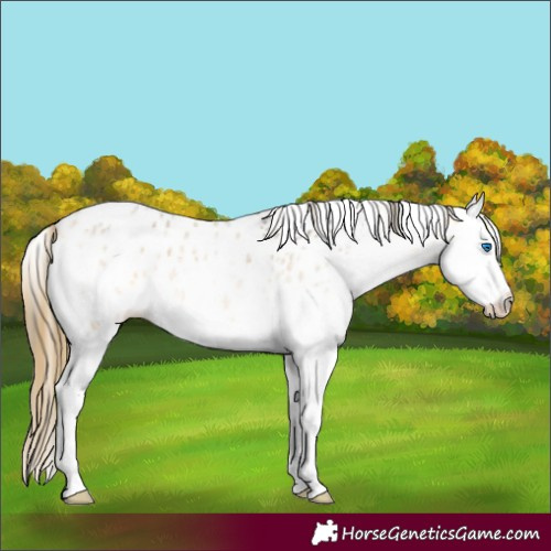 Horse Color:Buckskin Roan Splash Appaloosa 