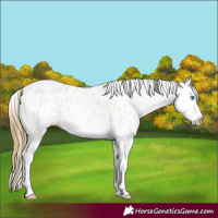 Horse Color:Buckskin Roan Splash Leopard 
