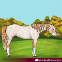 Horse Color:Red Roan Splash 