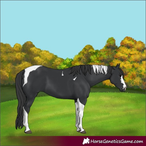 Horse Color:Black Tobiano