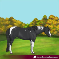 Horse Color:Black Tobiano