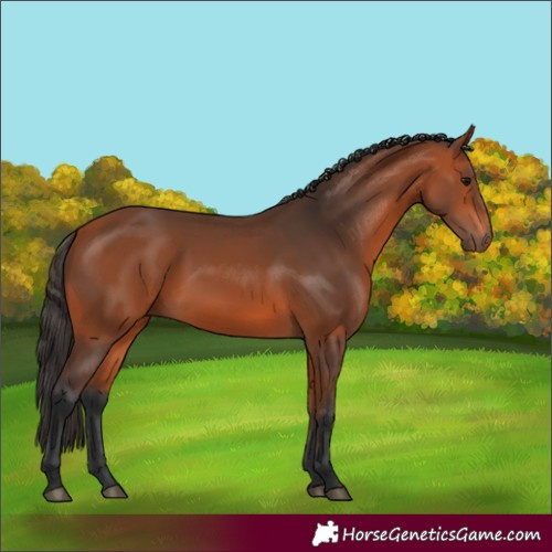 Horse Color:Bay 