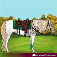 Horse Color:Red Dun Tobiano Appaloosa