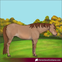 Horse Color:Red Dun 