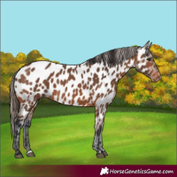 Horse Color:Bay Appaloosa 