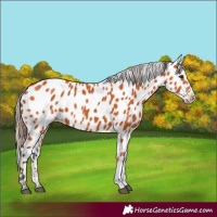 Horse Color:Bay Appaloosa 