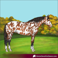 Horse Color:Bay Appaloosa 
