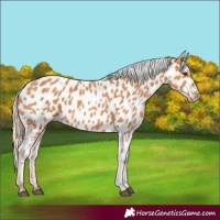 Horse Color:Chestnut Near Leopard 