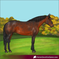 Horse Color:Brown 