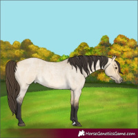 Horse Color:Buckskin Roan Dun Rabicano 