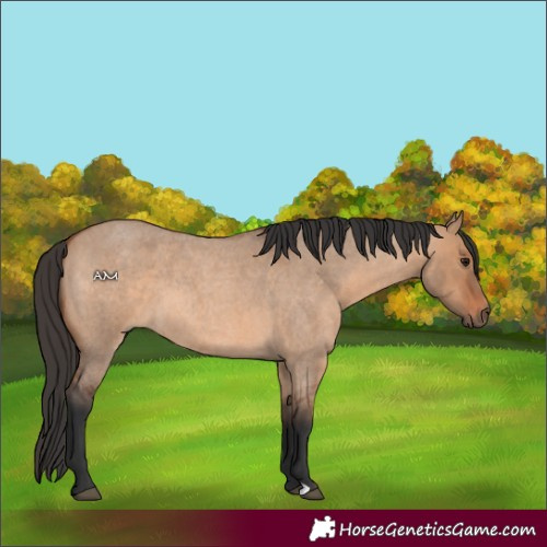 Horse Color:Bay Roan Dun 