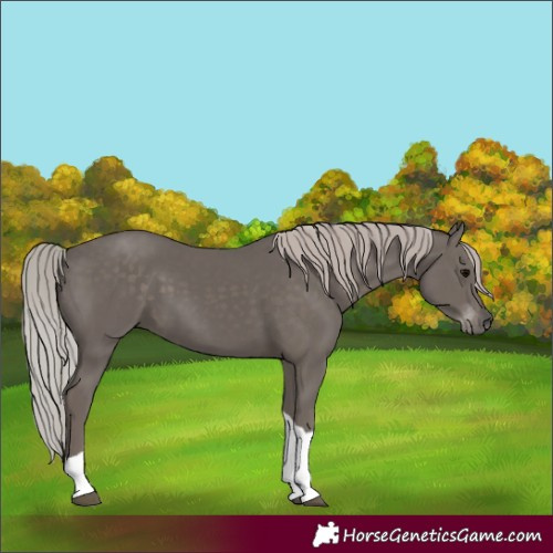 Horse Color:Silver Black Tobiano 