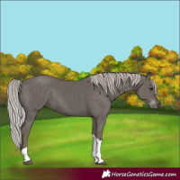 Horse Color:Silver Black Tobiano 