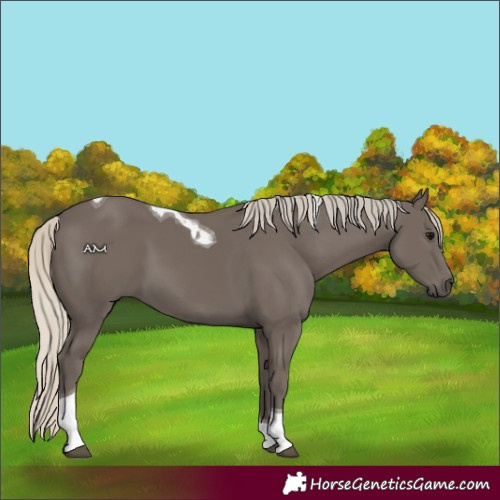 Horse Color:Silver Smoky Black Tobiano 