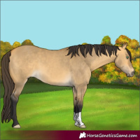 Horse Color:Buckskin Dun 