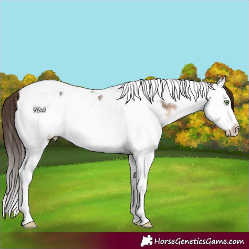 Horse Color:Brown Dun Splash Tobiano Appaloosa 