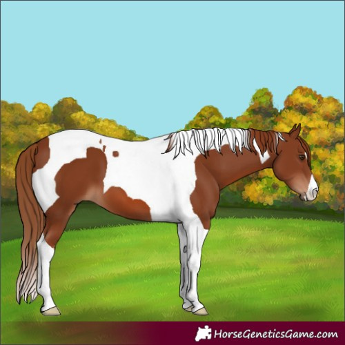 Horse Color:Chestnut Tobiano