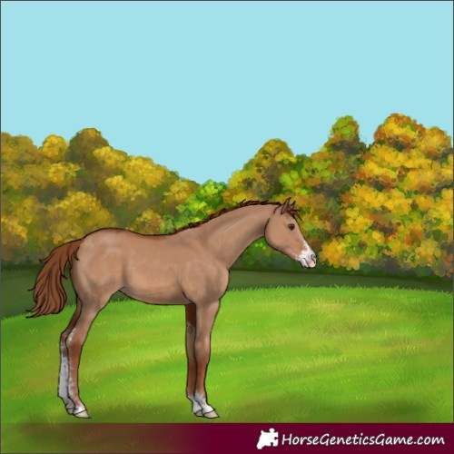 Horse Color:Red Dun Sabino 