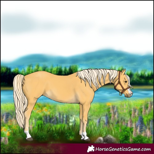 Horse Color:Palomino 