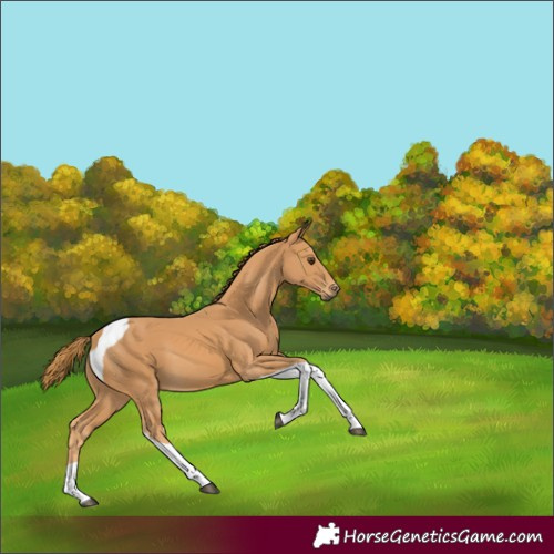 Horse Color:Chestnut Tobiano