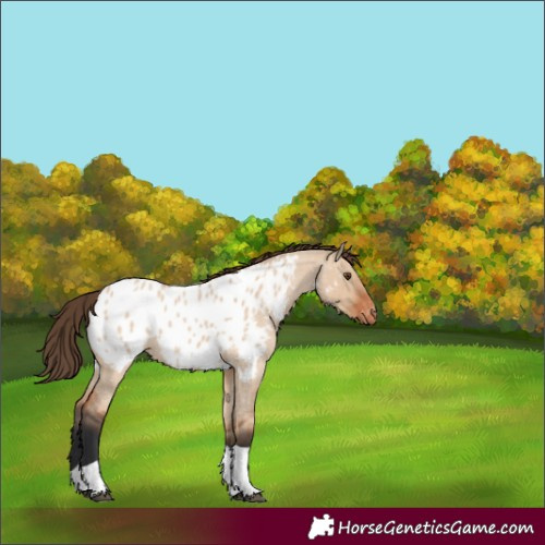 Horse Color:Bay Roan Dun Tobiano Appaloosa 