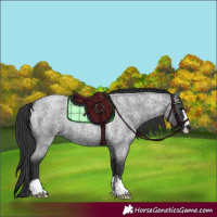 Horse Color:Blue Roan 