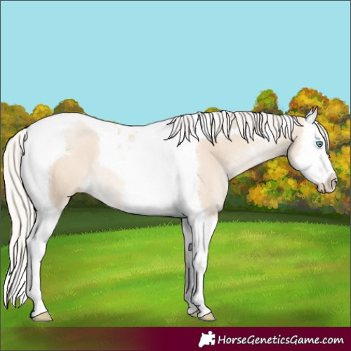 Horse Color:Silver Buckskin Pearl Dun Splash Tobiano