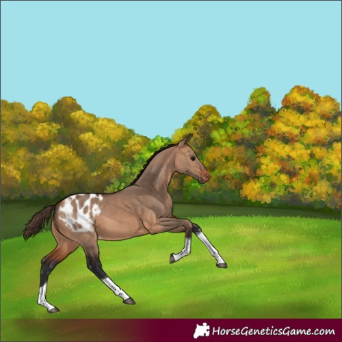 Horse Color:Bay Dun Tobiano Appaloosa 