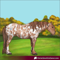 Horse Color:Black Appaloosa and Gold Champagne Appaloosa