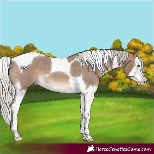 Horse Color:Silver Brown Roan Dun Splash Tobiano 