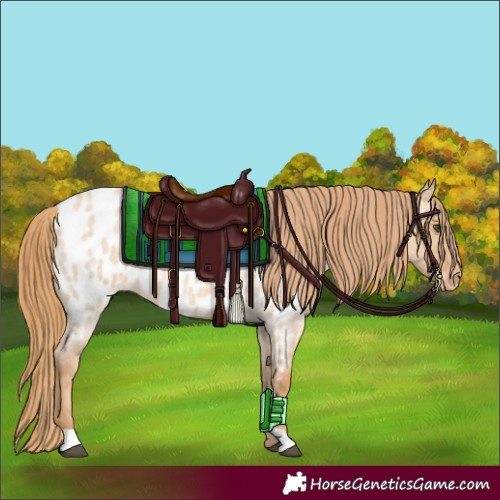 Horse Color:Red Dun Roan Near Leopard