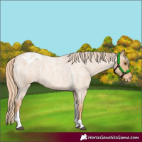 Horse Color:Red Roan Tobiano Varnish