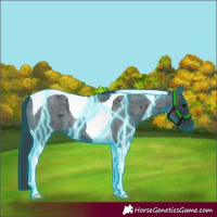 Horse Color:Thunderstruck Blue Roan Tobiano