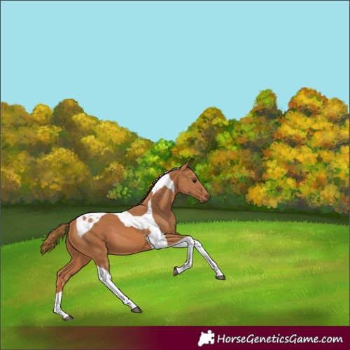 Horse Color:Chestnut Tobiano