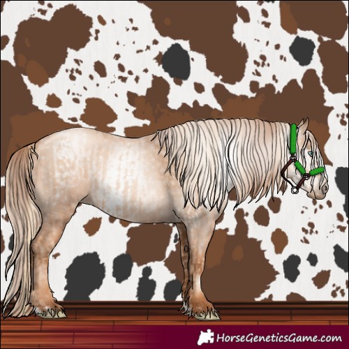 Horse Color:Gold Champagne Pearl Rabicano  and Gray Gold Champagne Pearl Rabicano 