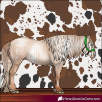 Horse Color:Gold Champagne Pearl Rabicano and Gray Gold Champagne Pearl Rabicano